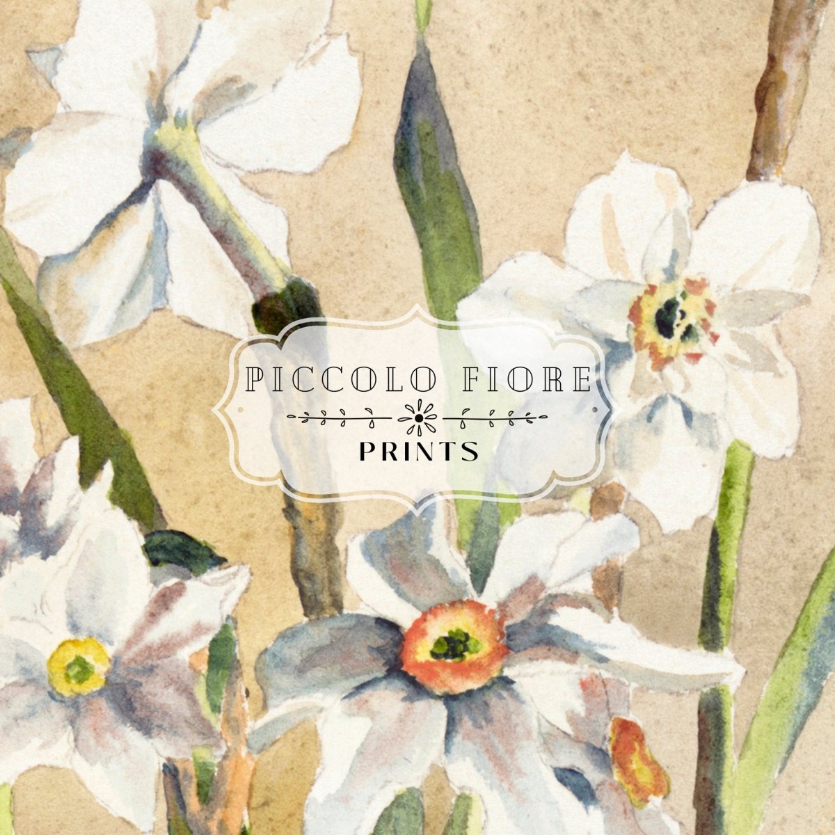 White Narcissus | P77 - Single Art Prints - Piccolo Fiore Prints
