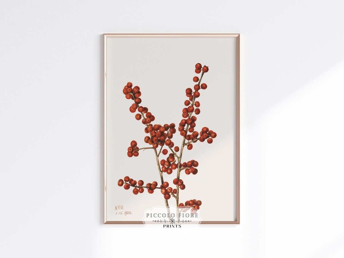 Winterberry Illustration | P469 - Single Art Prints - Piccolo Fiore Prints