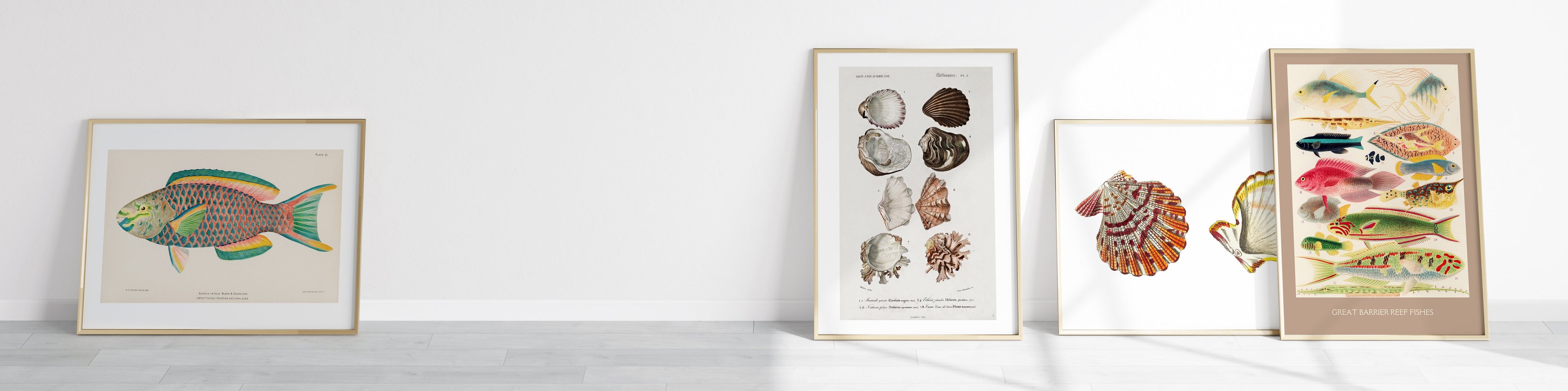 Sea Life & Shells - Piccolo Fiore Prints
