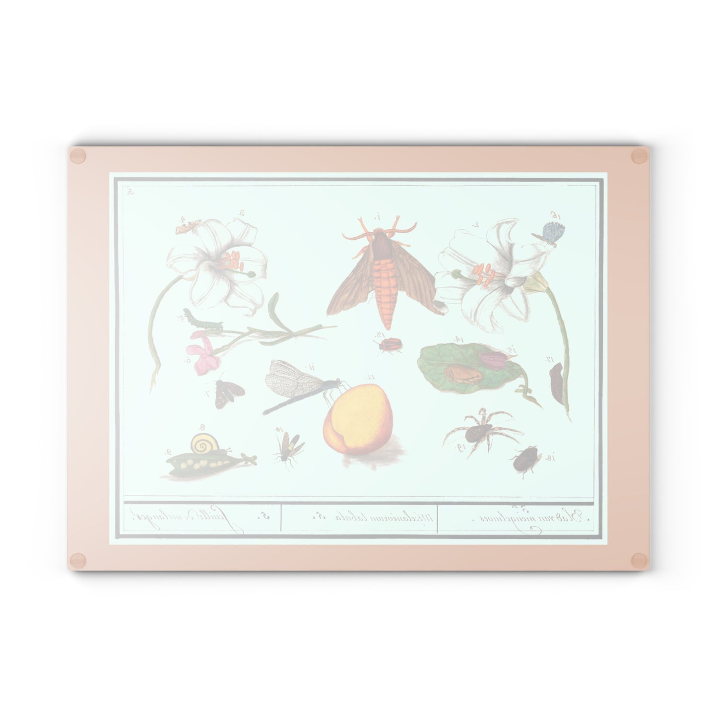Natural History Ensemble No. 5 | Glass Chopping Board