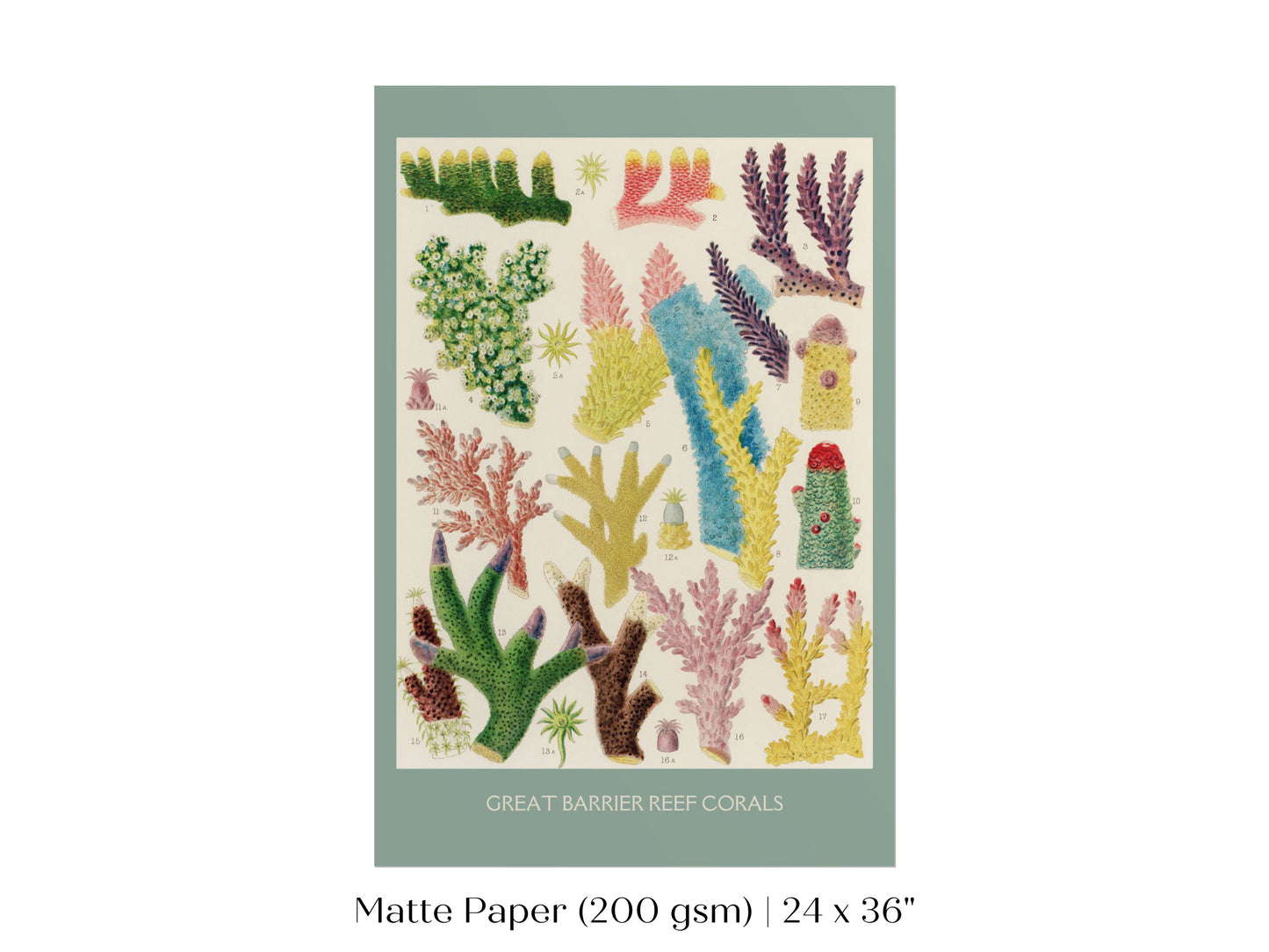 Great Barrier Reef Coral | P501
