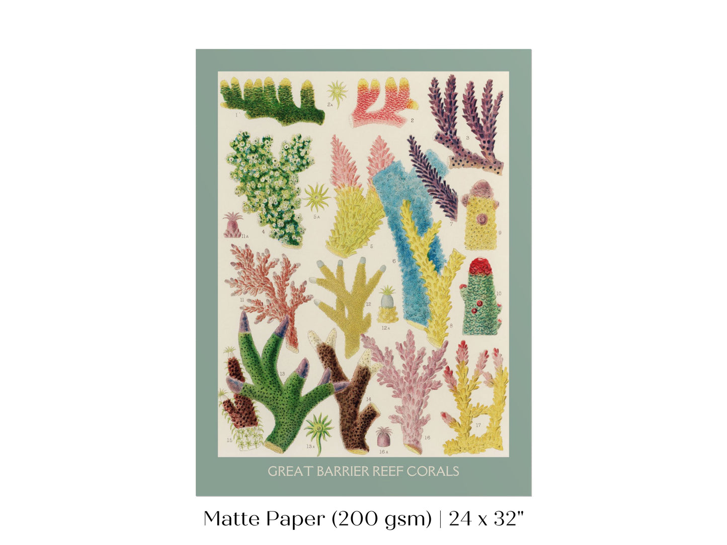 Great Barrier Reef Coral | P501