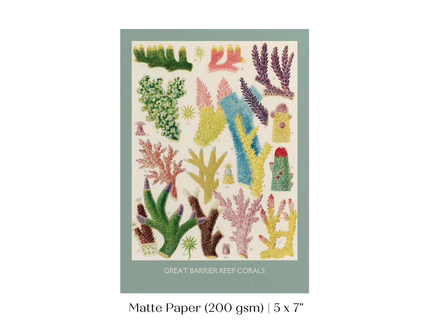 Great Barrier Reef Coral | P501