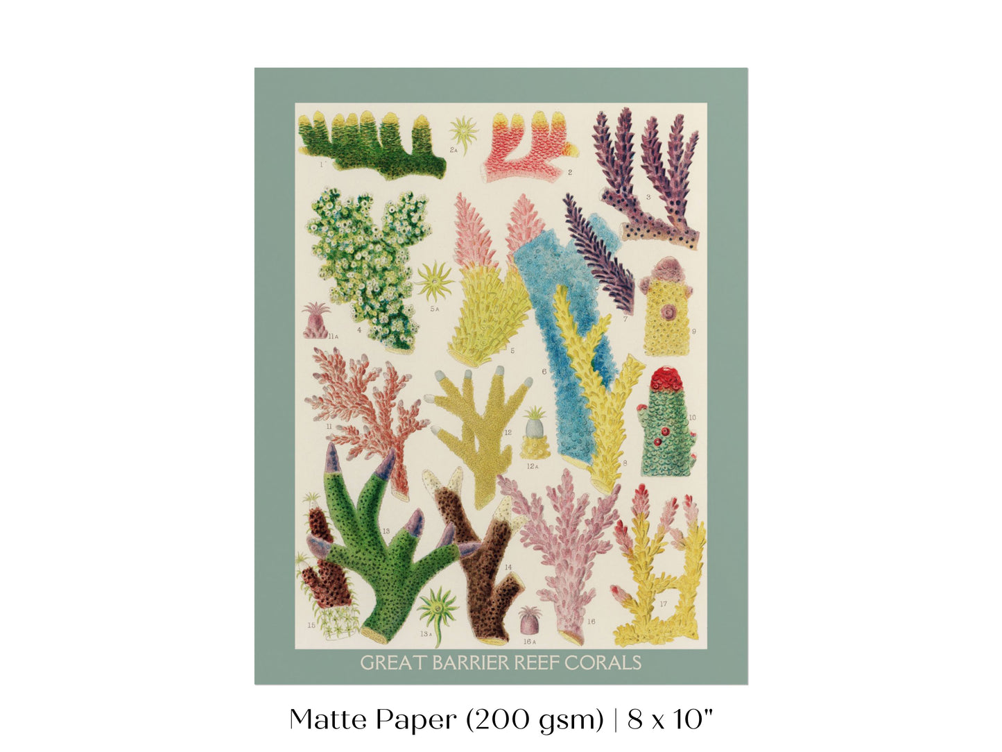 Great Barrier Reef Coral | P501