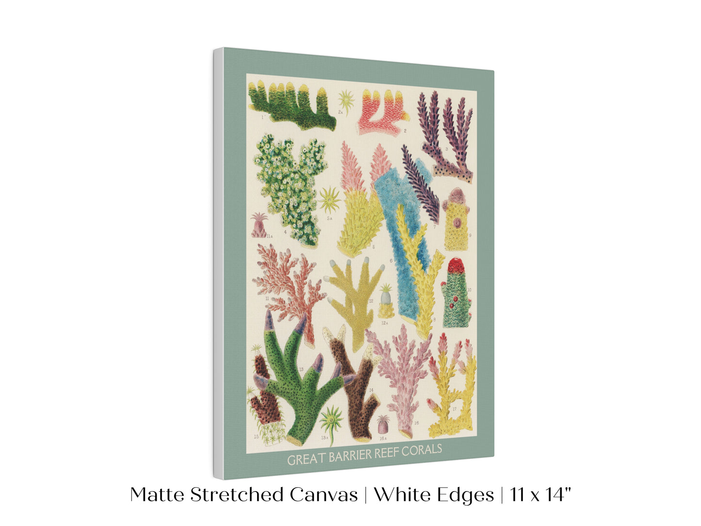 Great Barrier Reef Coral | P501