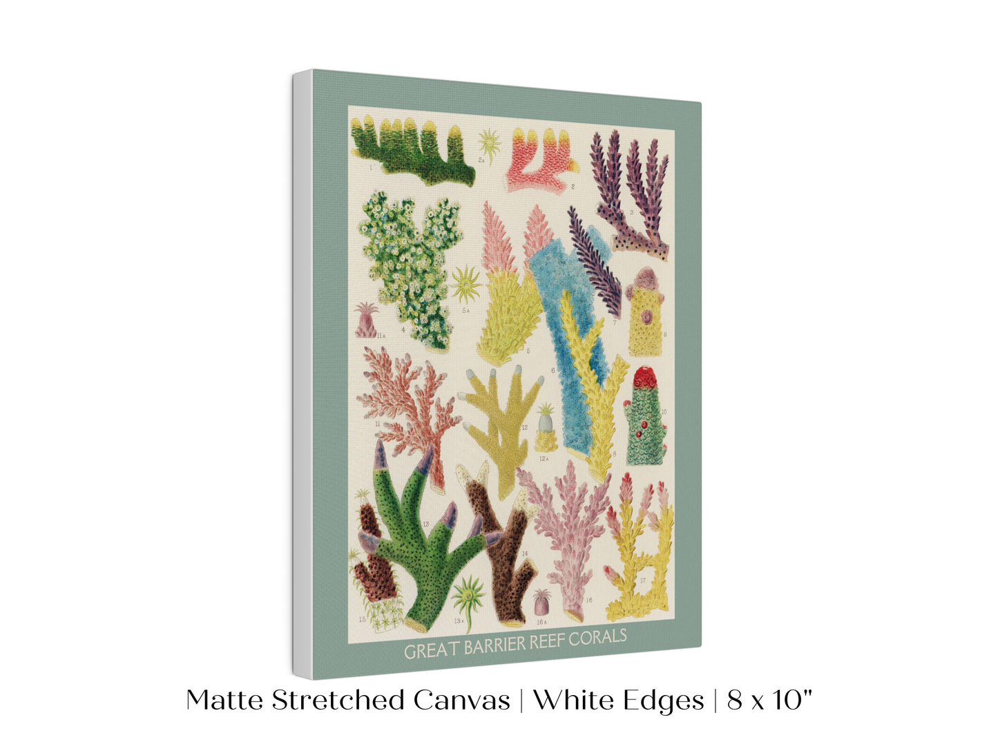 Great Barrier Reef Coral | P501