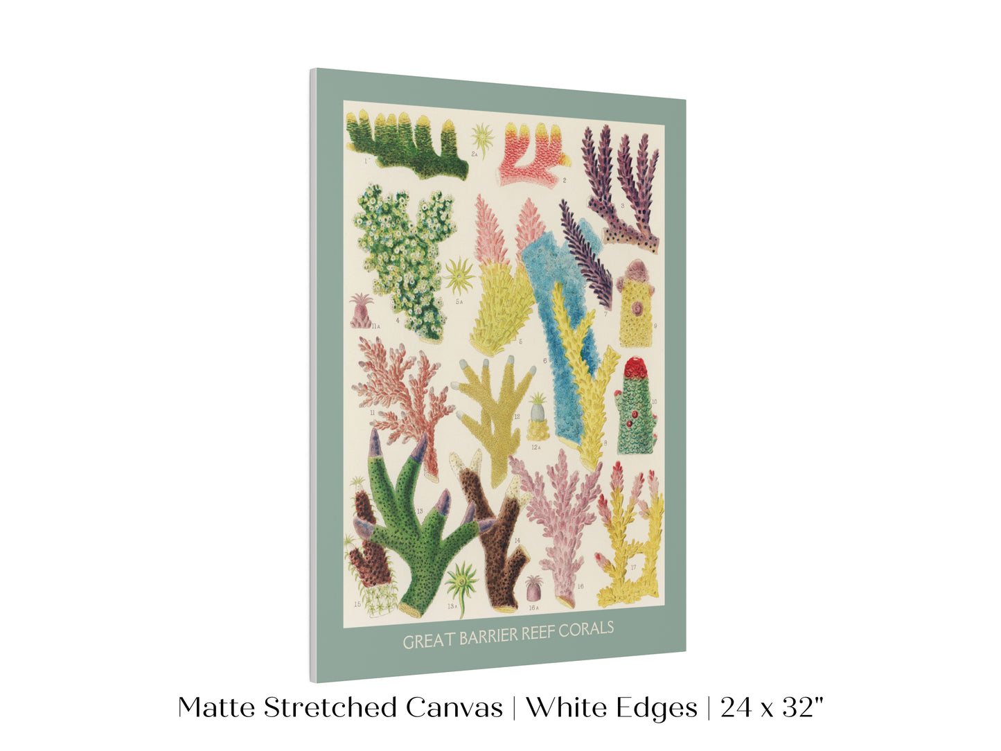 Great Barrier Reef Coral | P501