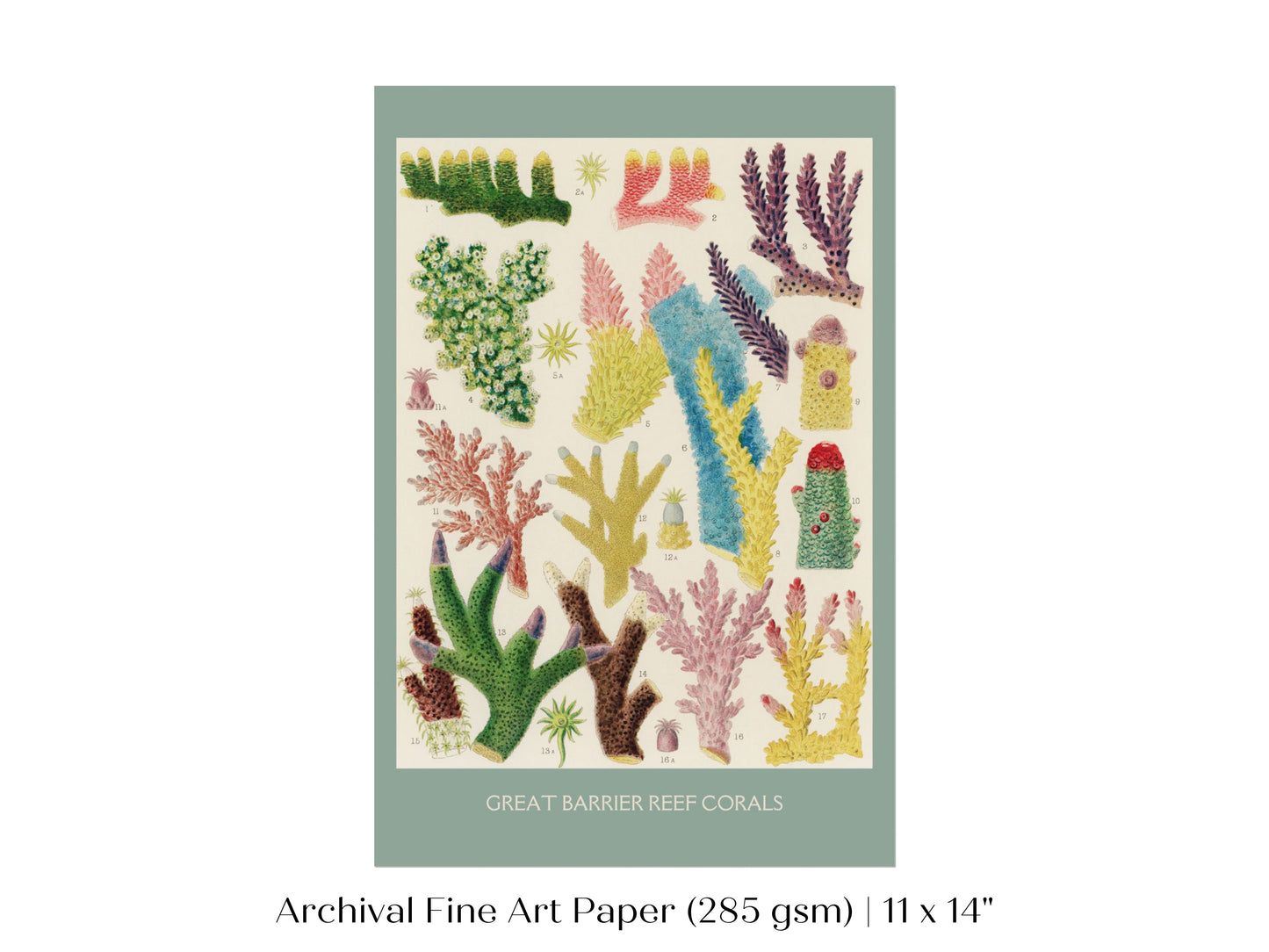 Great Barrier Reef Coral | P501