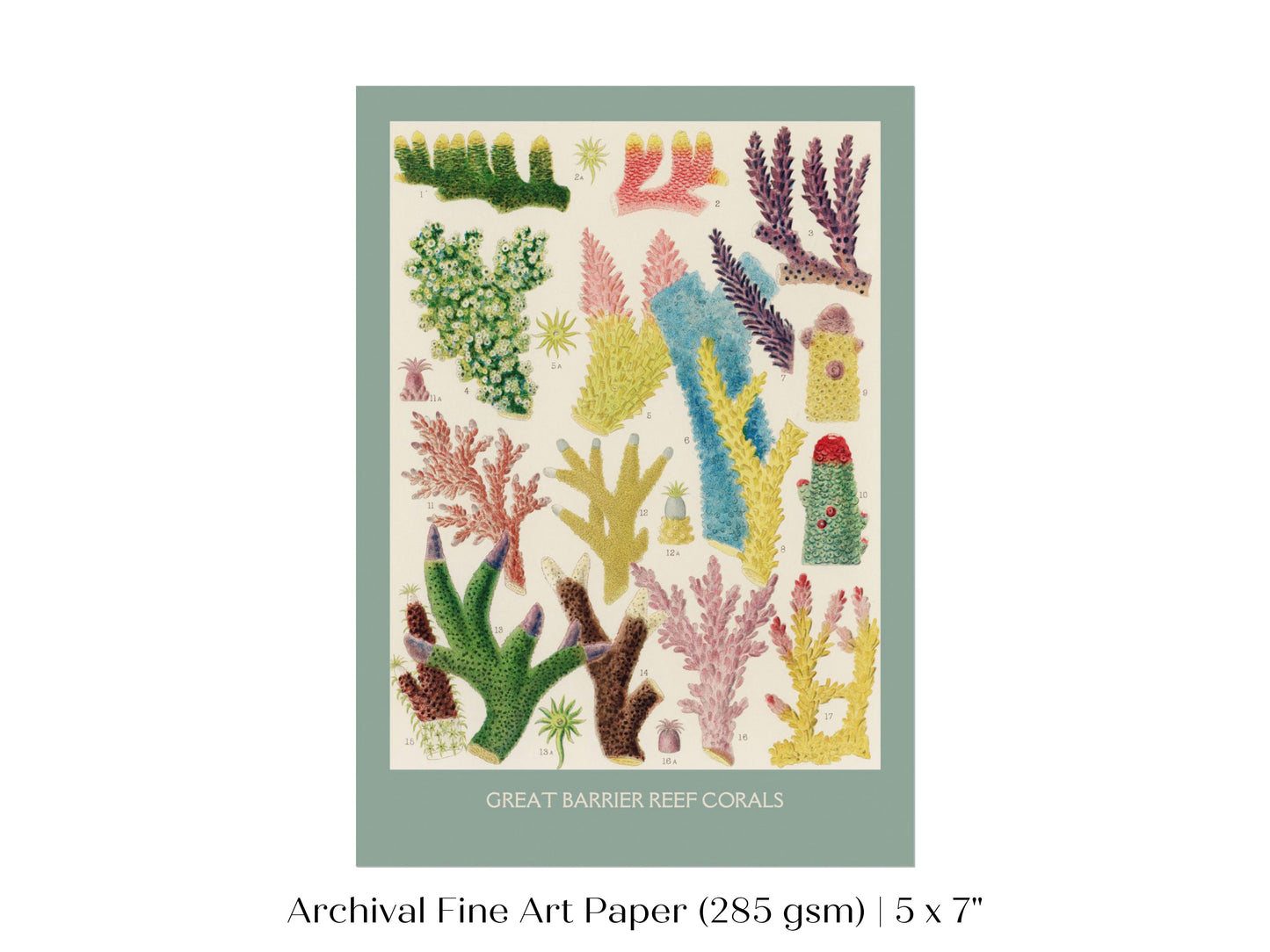 Great Barrier Reef Coral | P501