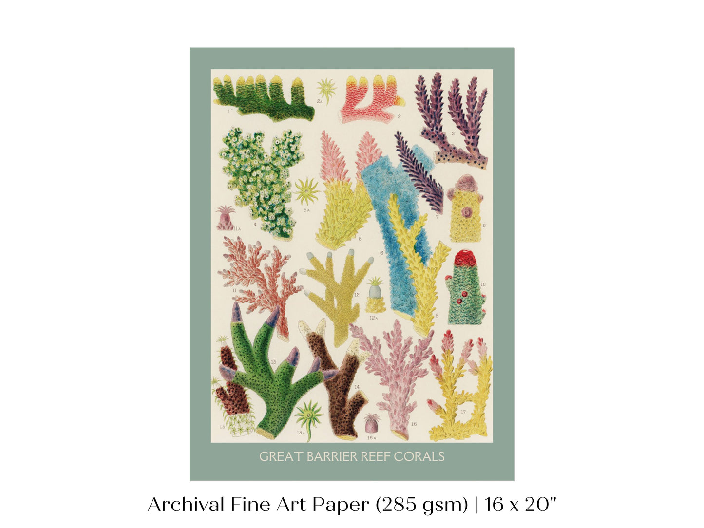 Great Barrier Reef Coral | P501