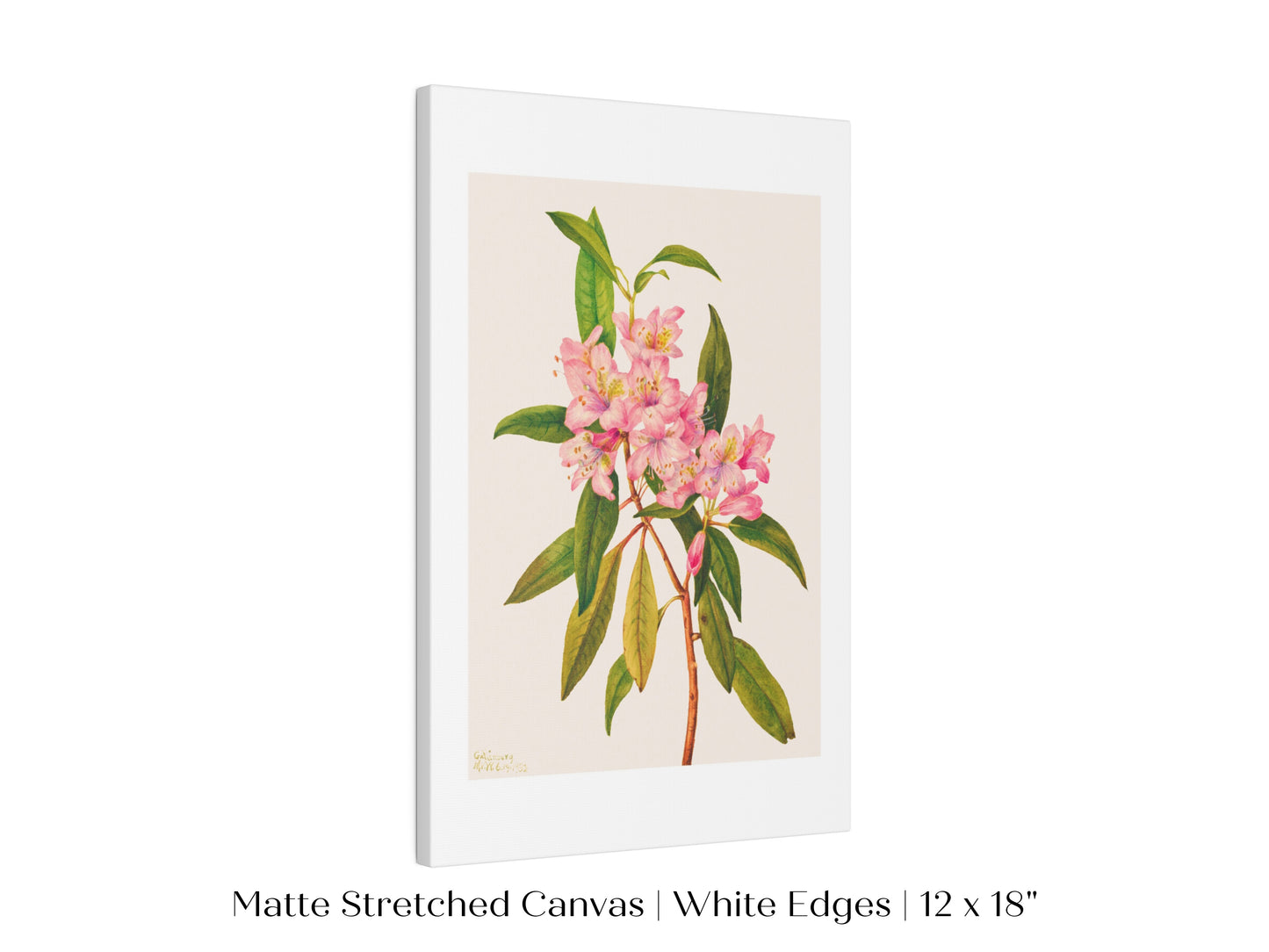 Pink Rose Bay Rhododendron Illustration | P178