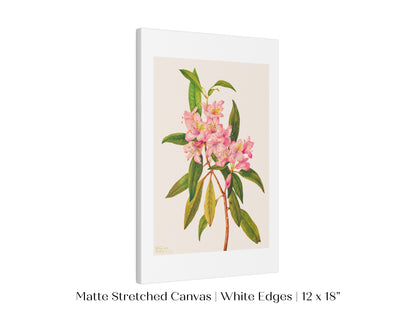 Pink Rose Bay Rhododendron Illustration | P178
