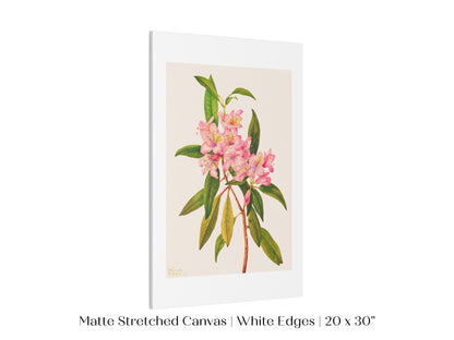 Pink Rose Bay Rhododendron Illustration | P178