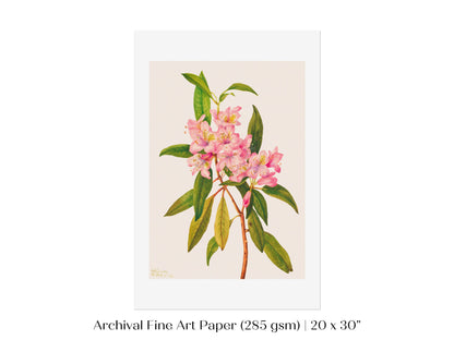 Pink Rose Bay Rhododendron Illustration | P178