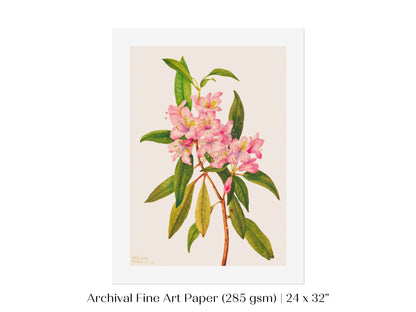 Pink Rose Bay Rhododendron Illustration | P178