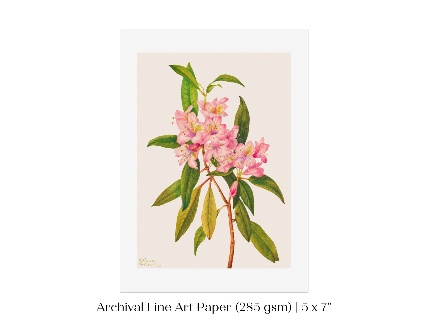 Pink Rose Bay Rhododendron Illustration | P178