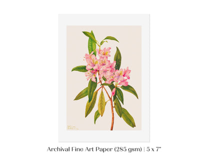 Pink Rose Bay Rhododendron Illustration | P178