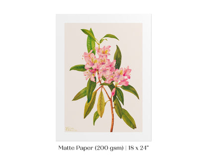 Pink Rose Bay Rhododendron Illustration | P178