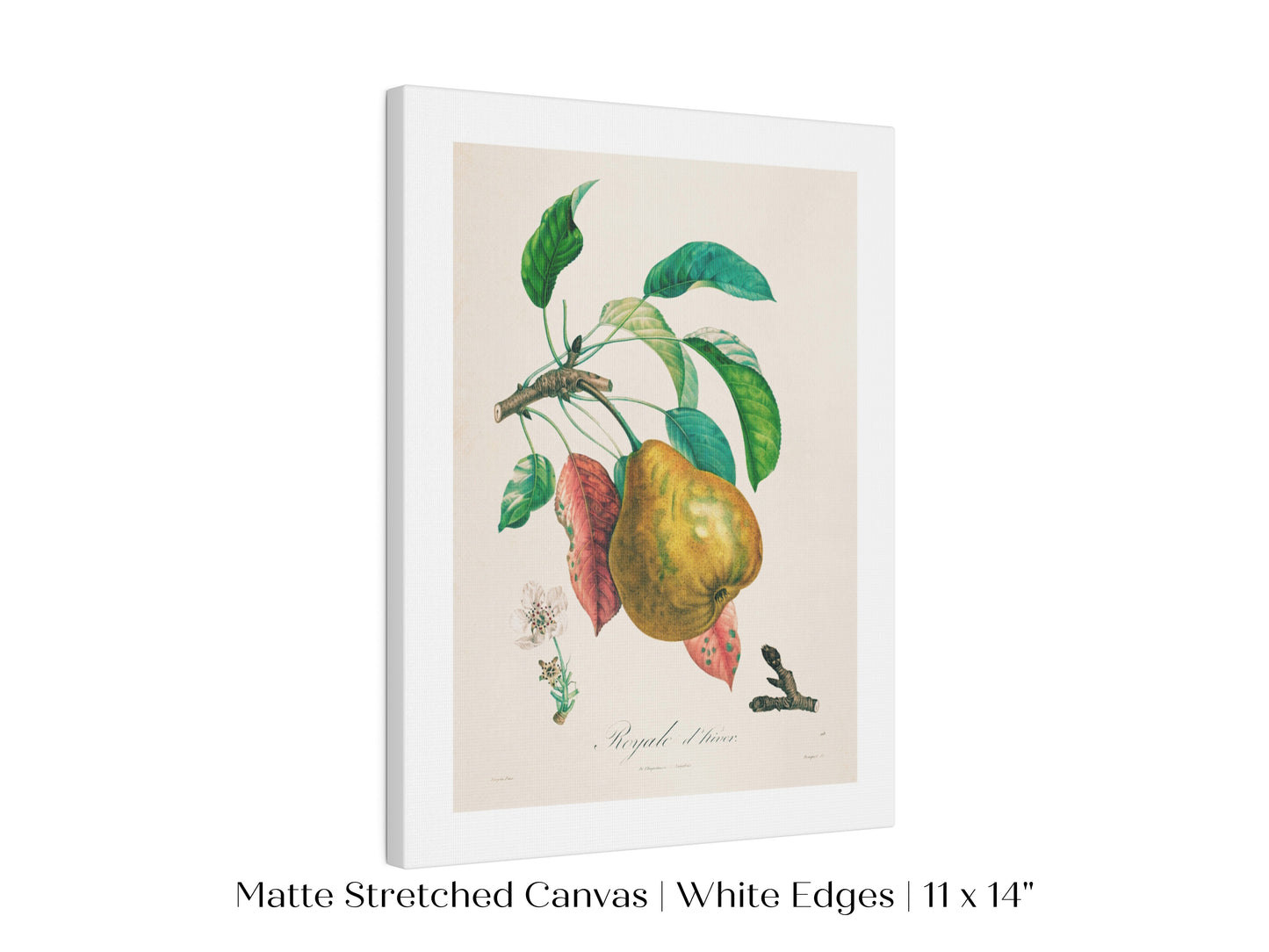 Pear | Botanical Illustration | P181