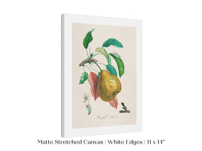 Pear | Botanical Illustration | P181