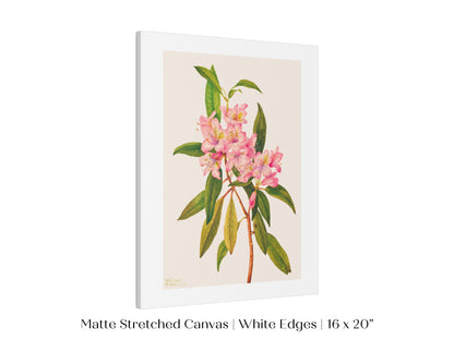 Pink Rose Bay Rhododendron Illustration | P178