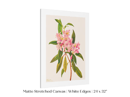 Pink Rose Bay Rhododendron Illustration | P178
