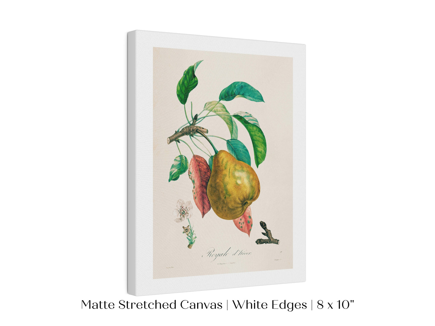 Pear | Botanical Illustration | P181