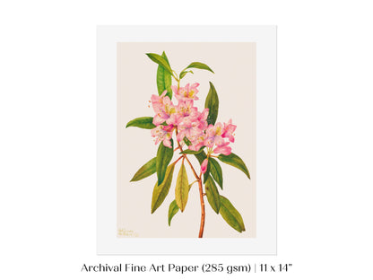 Pink Rose Bay Rhododendron Illustration | P178