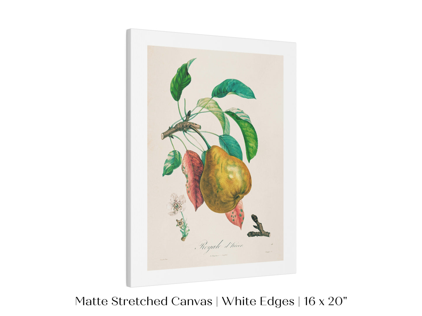 Pear | Botanical Illustration | P181