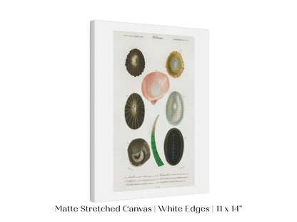 Shell/Mollusk Illustration | P230