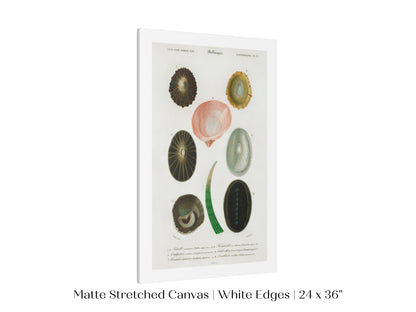 Shell/Mollusk Illustration | P230