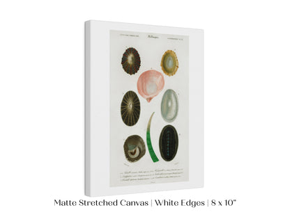 Shell/Mollusk Illustration | P230