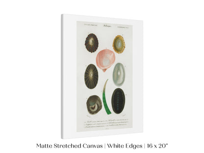 Shell/Mollusk Illustration | P230