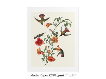 Mango Hummingbird Illustration | P258