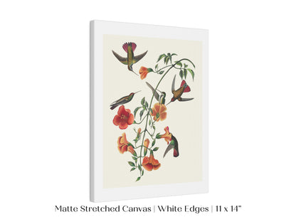 Mango Hummingbird Illustration | P258