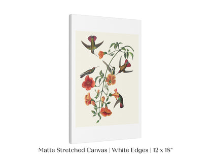 Mango Hummingbird Illustration | P258