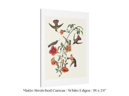 Mango Hummingbird Illustration | P258