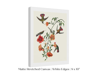 Mango Hummingbird Illustration | P258