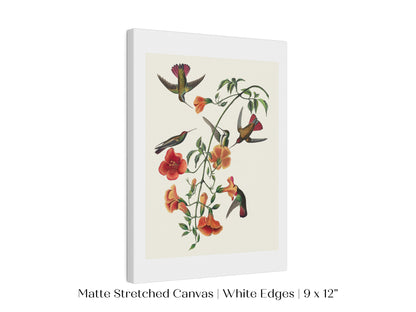Mango Hummingbird Illustration | P258
