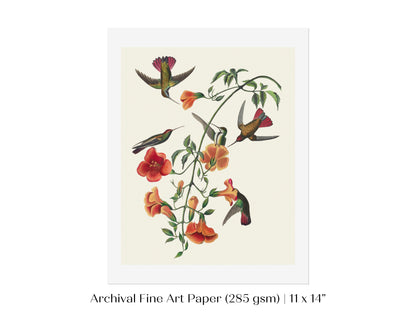 Mango Hummingbird Illustration | P258
