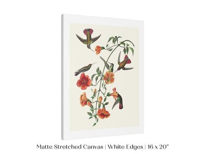 Mango Hummingbird Illustration | P258