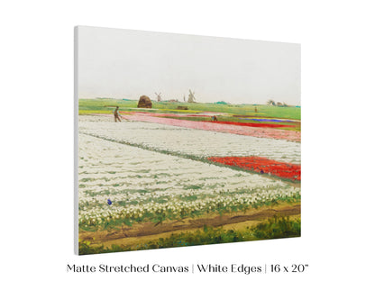 Tulip Fields | P108