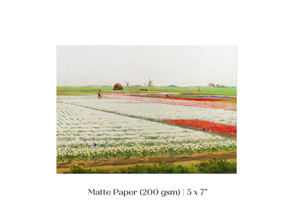 Tulip Fields | P108