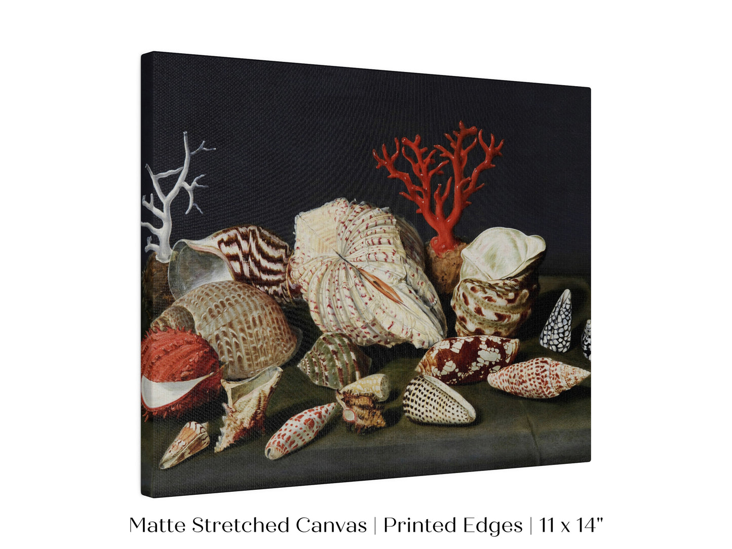 Still Life with Shells and Coral | P429