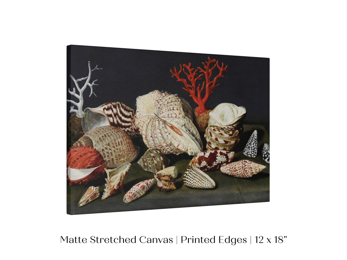Still Life with Shells and Coral | P429