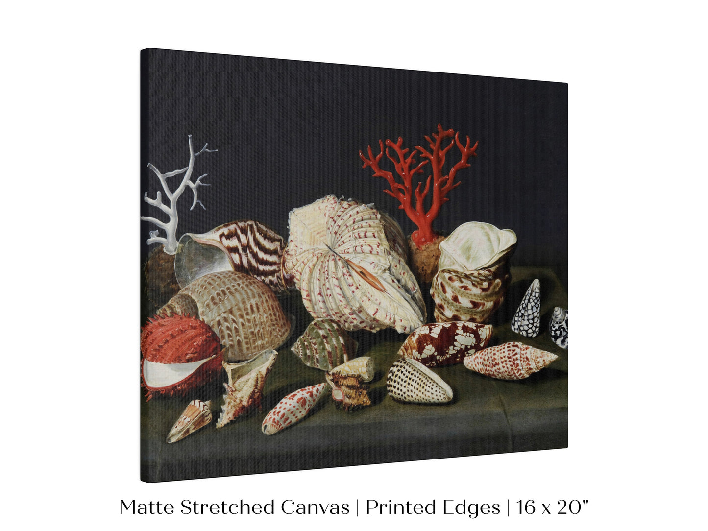Still Life with Shells and Coral | P429