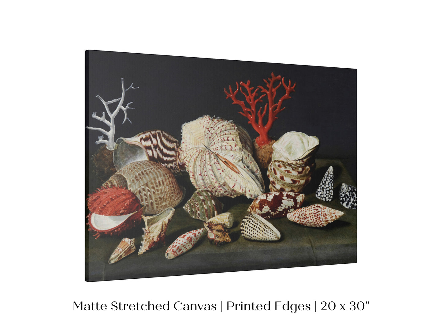Still Life with Shells and Coral | P429