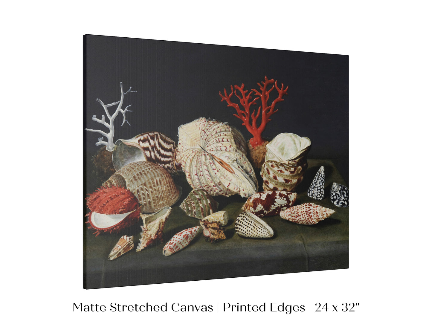 Still Life with Shells and Coral | P429