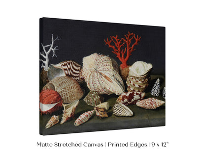 Still Life with Shells and Coral | P429