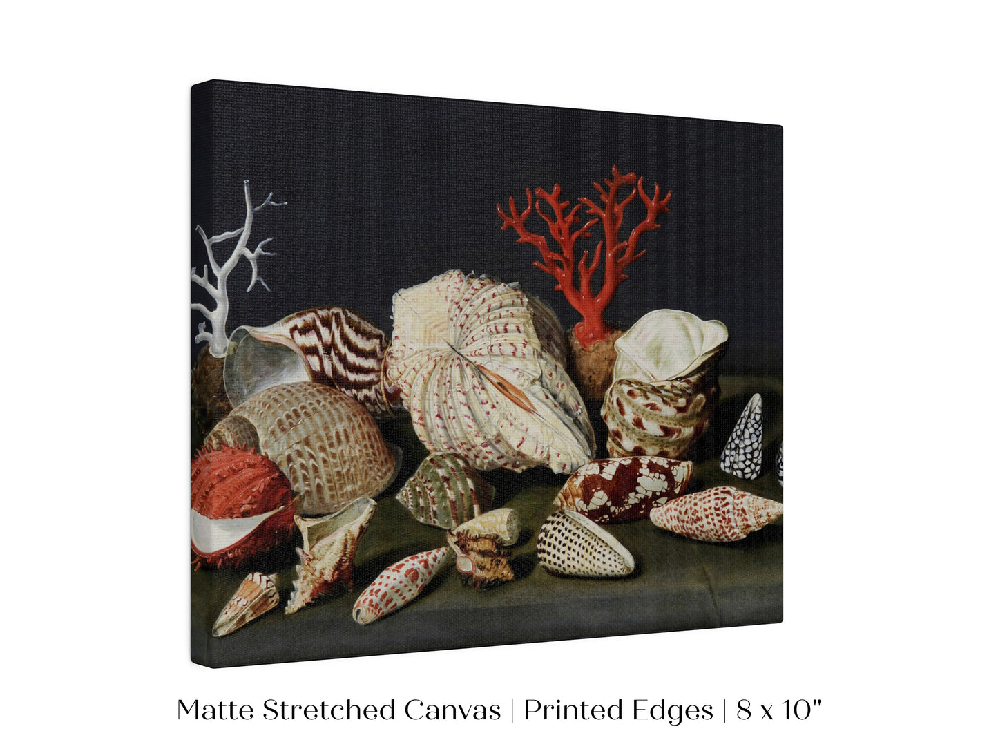 Still Life with Shells and Coral | P429